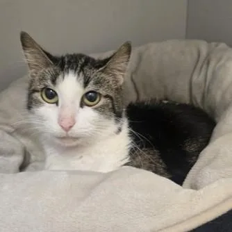 A baby medium-sized female Tabby (Brown / Chocolate) Domestic Short Hair cat named Avery for adoption in Phoenixville, PA