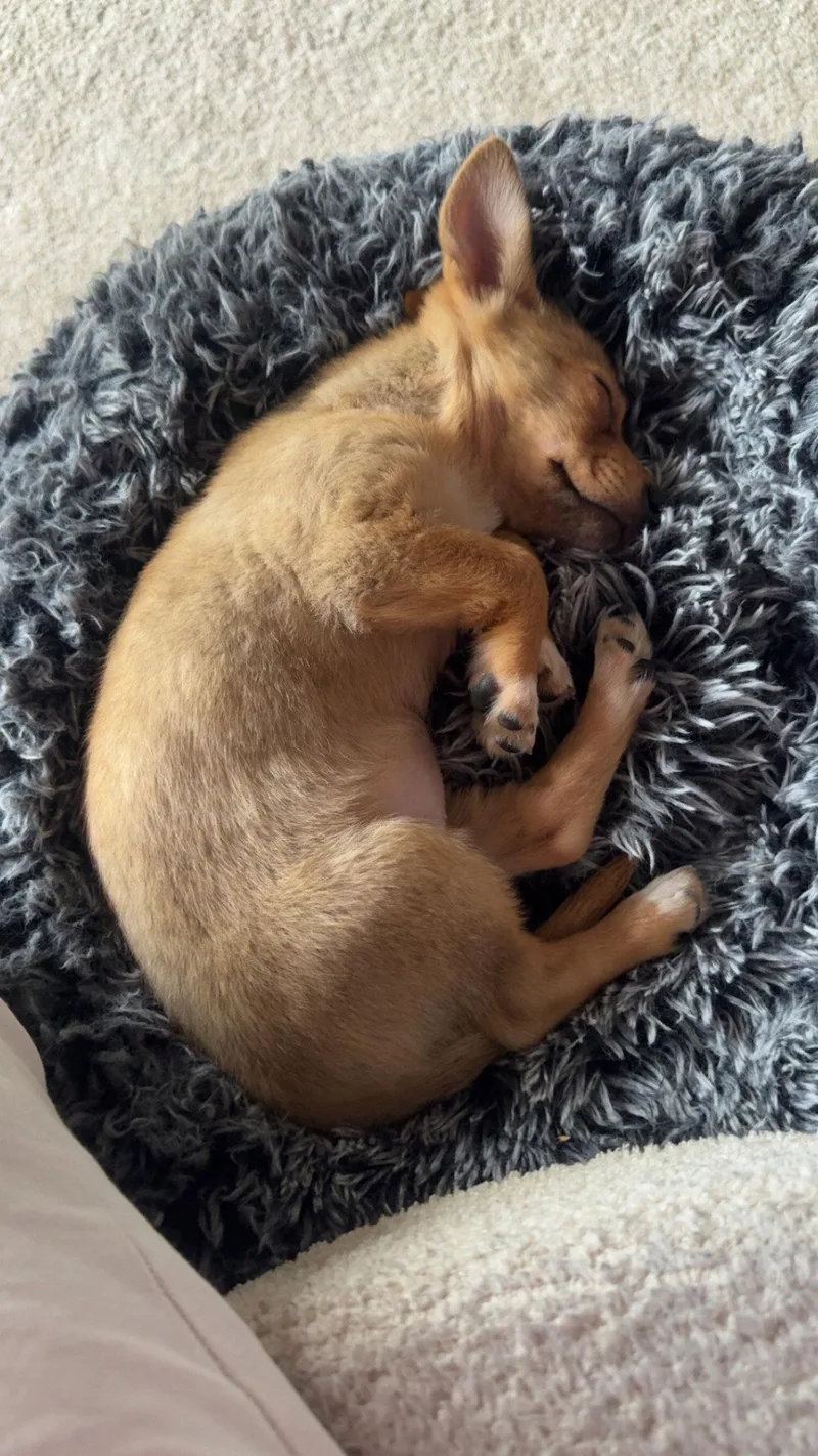 An adult small-sized female Chihuahua dog named Fizzy for adoption in Brooklyn Center, MN