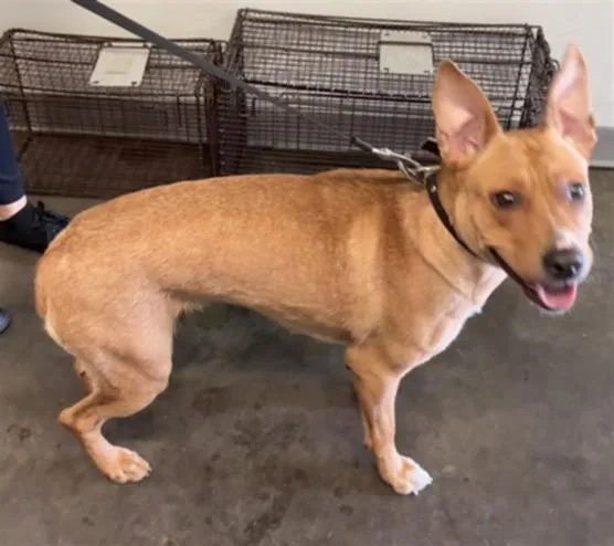 An adult large-sized female Pit Bull Terrier dog named French Fry for adoption in Los Angeles, CA