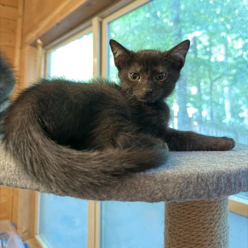Onyx