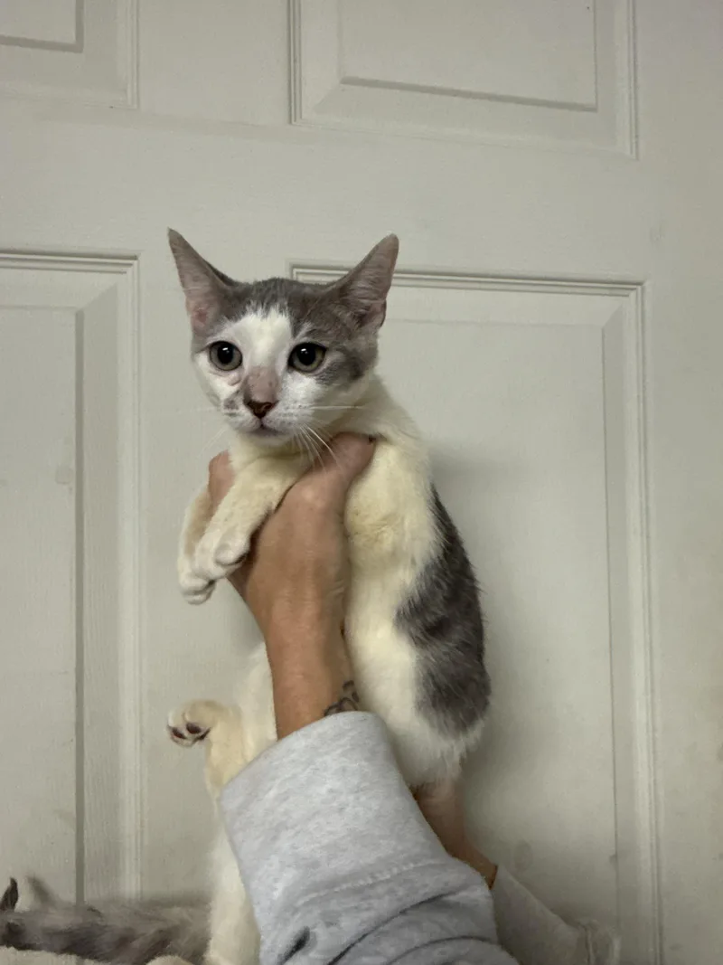 A baby medium-sized female Gray & White Domestic Short Hair cat named Scuttle for adoption in Columbia, SC
