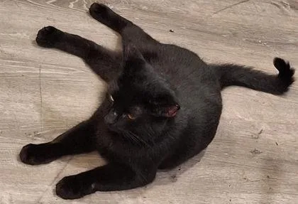 An adult medium-sized female Domestic Short Hair cat named Gale for adoption in Washington, DC