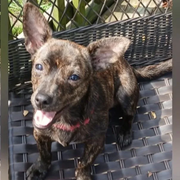 A young small-sized male Chihuahua dog named Taz for adoption in Coldwater, MI