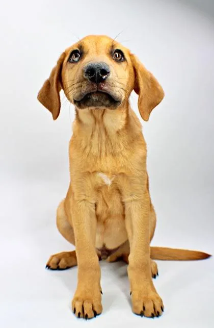 A baby large-sized male Golden Retriever dog named Stephen for adoption in Morton Grove, IL