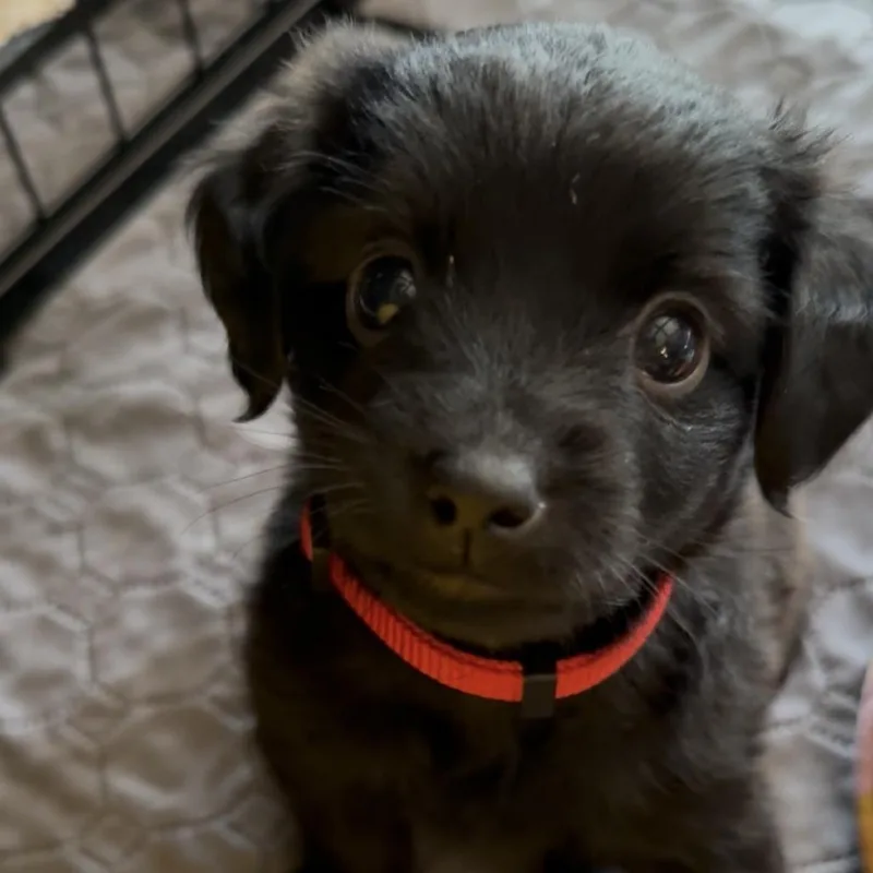 A baby small-sized male Brown / Chocolate Jack Russell Terrier dog named Raphael for adoption in Wichita, KS