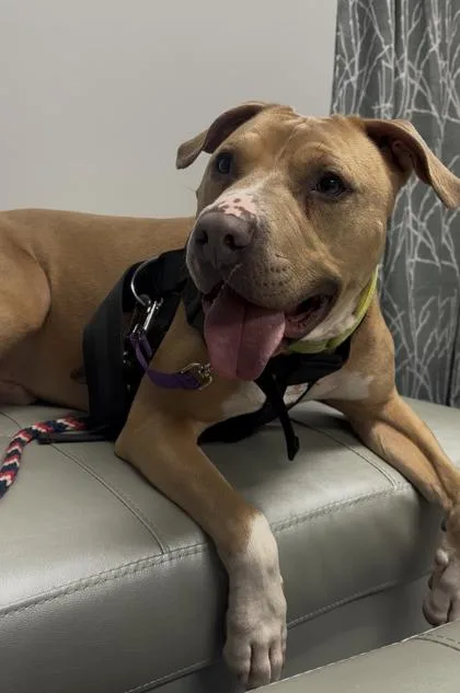 An adult large-sized male Mixed Breed dog named Caesar for adoption in Cincinnati, OH