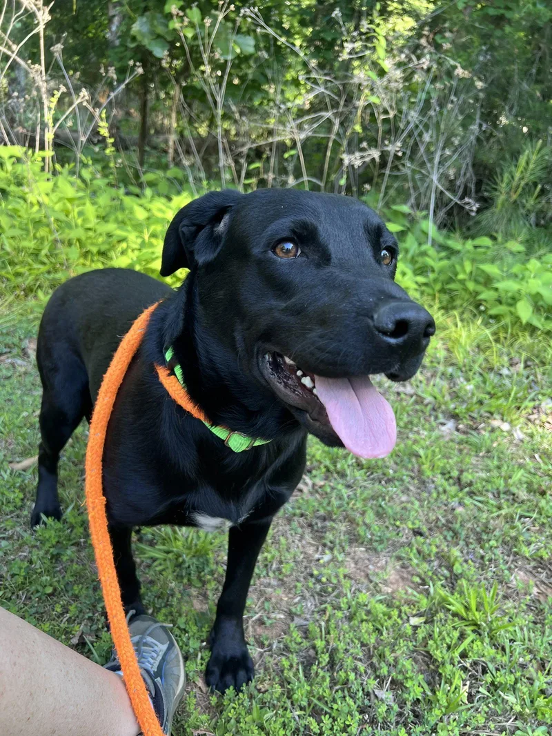 A young large-sized male Labrador Retriever dog named Murray for adoption in Mc Cormick, SC