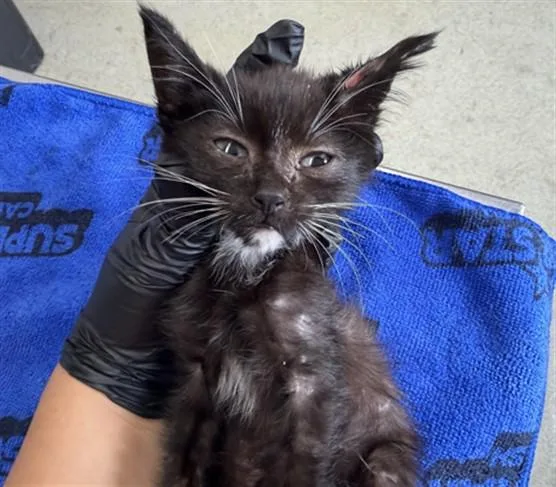 A baby small-sized male Domestic Short Hair cat named Berry for adoption in San Bernardino, CA