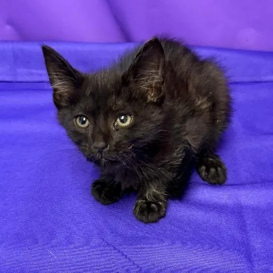 A baby small-sized male Black Domestic Short Hair cat named Rhys for adoption in North Myrtle Beach, SC
