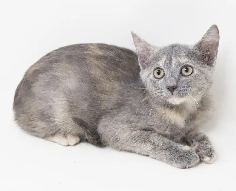 A baby small-sized female Gray / Blue / Silver Extra-Toes Cat / Hemingway Polydactyl cat named Justice will make u for adoption in Bedford Hills, NY