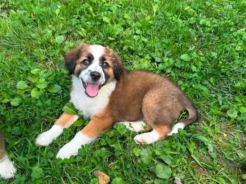 A baby medium-sized female Tricolor (Brown, Black, & White) Australian Shepherd dog named Sybylla for adoption in Columbus, OH