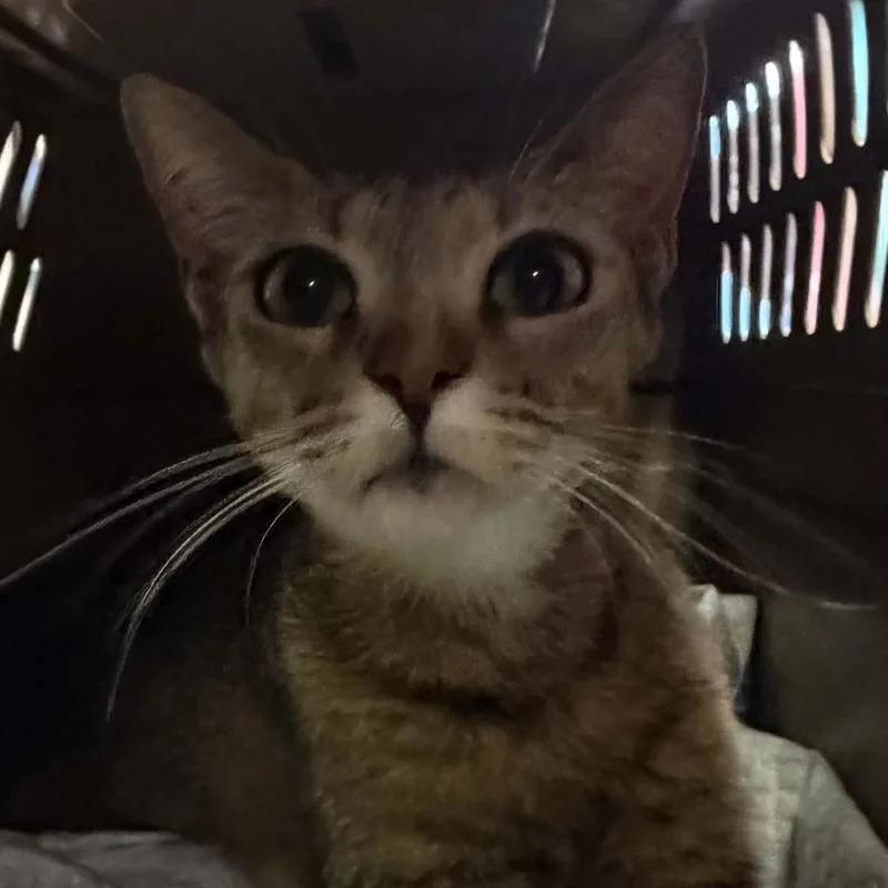 A young medium-sized female Tabby (Brown / Chocolate) Tabby cat named Rana for adoption in Antioch, CA