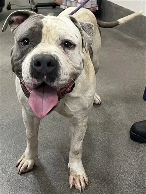 Titus