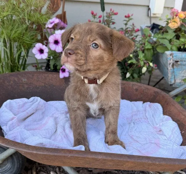 A baby medium-sized female Labrador Retriever dog named Willow River for adoption in Duluth, MN