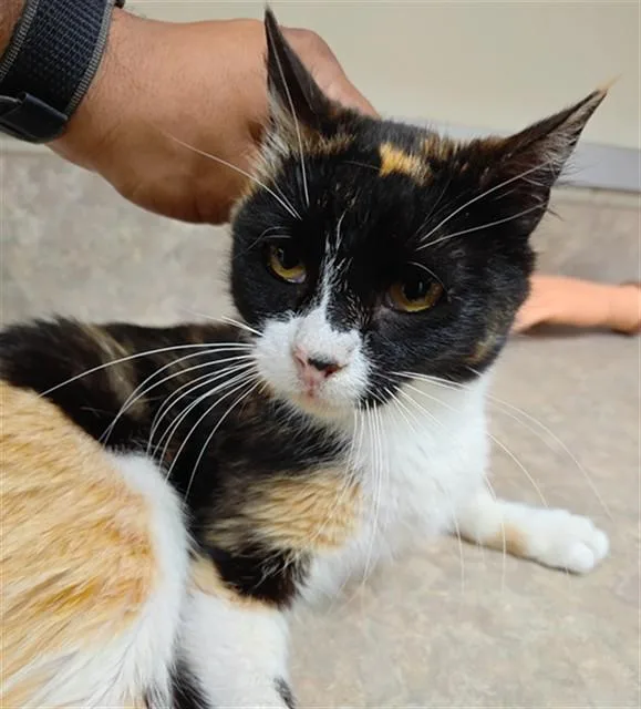 A young medium-sized female Domestic Short Hair cat named Doris for adoption in Santa Maria, CA