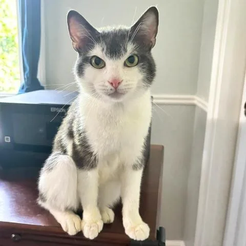 An adult medium-sized male Gray / Blue / Silver Domestic Short Hair cat named Gonzo for adoption in Gibsonia, PA