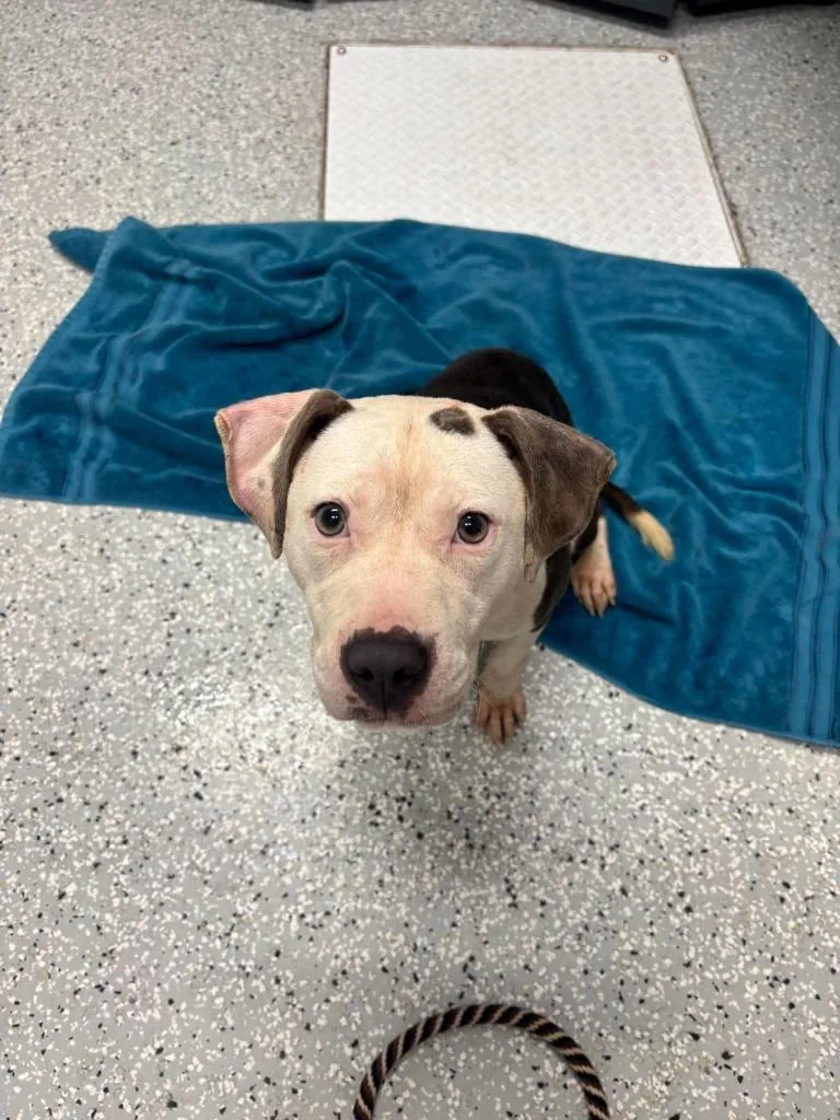 A young medium-sized female Terrier dog named Ivy for adoption in New Bern, NC