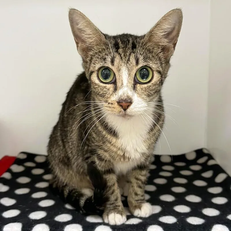 A young medium-sized female Gray / Blue / Silver Domestic Short Hair cat named Cat Pronouns for adoption in Austin, TX