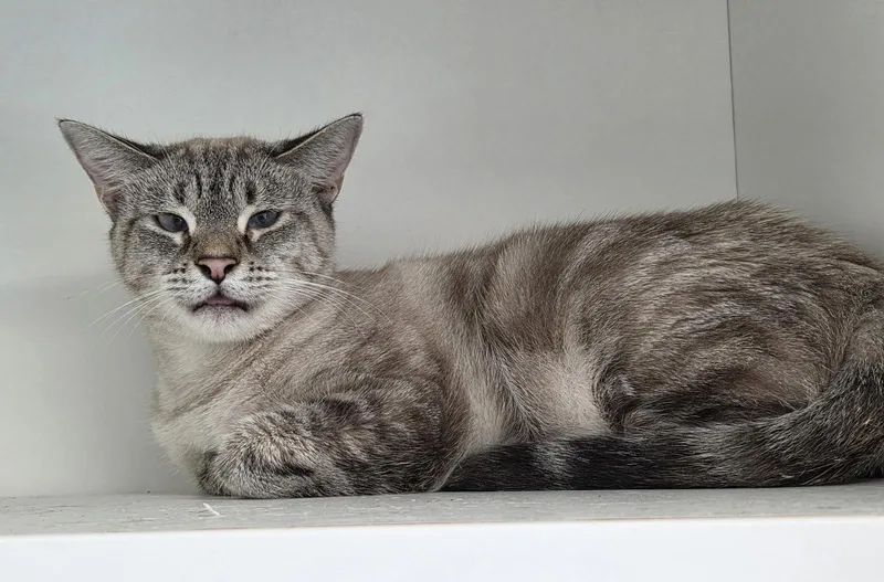 A young medium-sized female Domestic Short Hair cat named Lazuli for adoption in Satellite Beach, FL