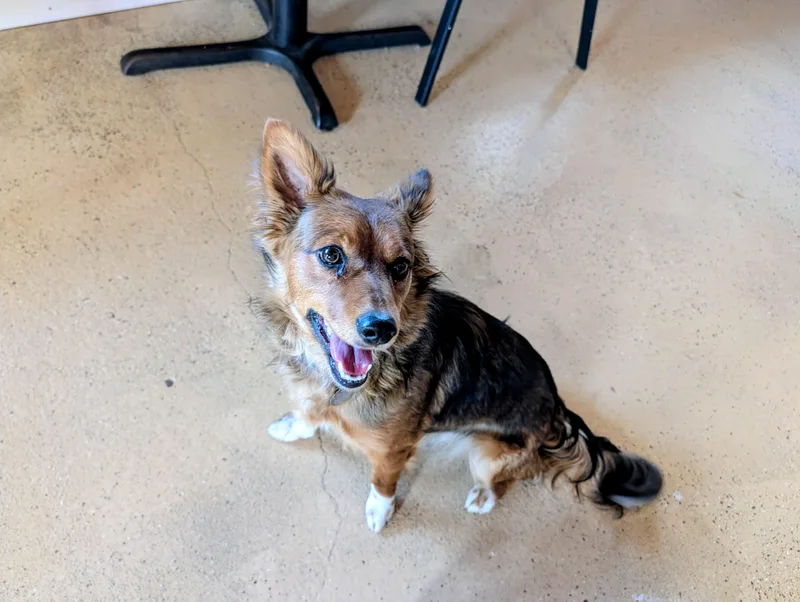 A young small-sized female Tricolor (Brown, Black, & White) Shetland Sheepdog / Sheltie dog named Foxy for adoption in ONeill, NE