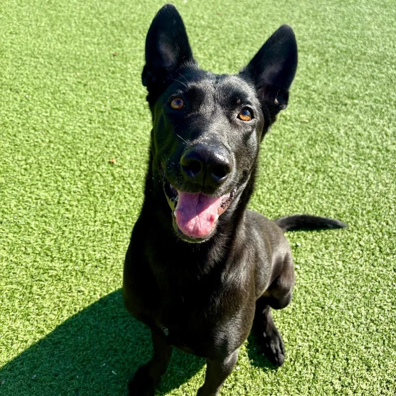 An adult medium-sized male Belgian Shepherd / Malinois dog named Rocco for adoption in LOXAHATCHEE, FL