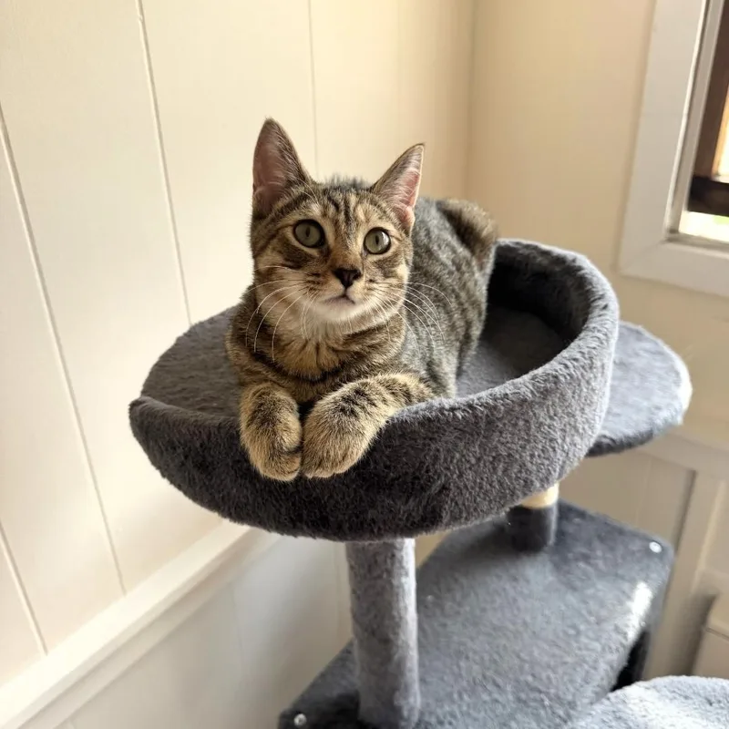 Freya