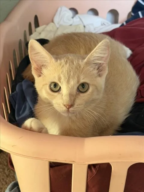 A baby small-sized female Domestic Short Hair cat named Daffodil for adoption in Woodland, CA
