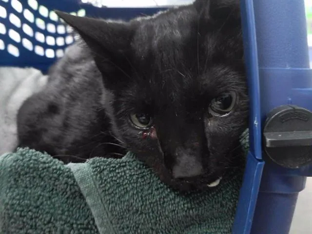 A young medium-sized male Domestic Short Hair cat named Harper for adoption in Omaha, NE