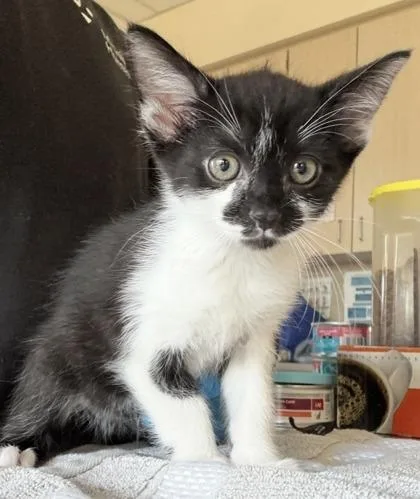 A baby small-sized male Domestic Short Hair cat named Qpip for adoption in Westland, MI