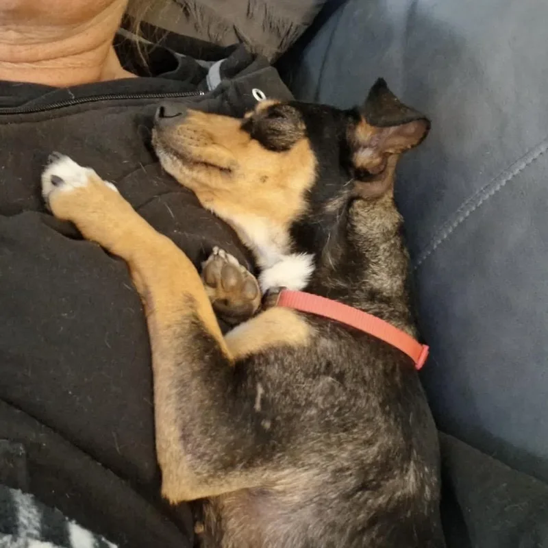 A young small-sized female Black Chihuahua dog named Izy for adoption in Pelham, NH