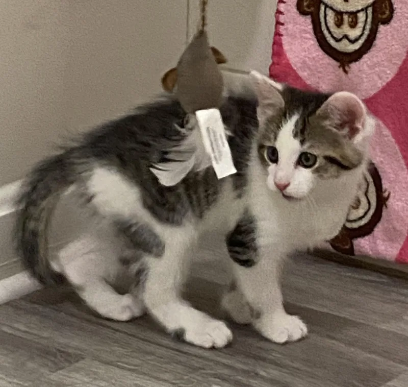 A baby medium-sized male Domestic Short Hair cat named Sir Mick for adoption in Lemoyne, PA