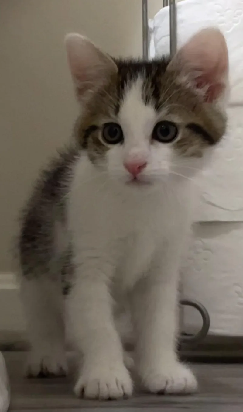 Sir Mick thumbnail 6