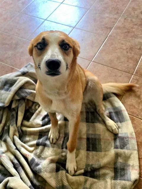 An adult medium-sized female Shepherd dog named Shisui for adoption in Bakersfield, CA