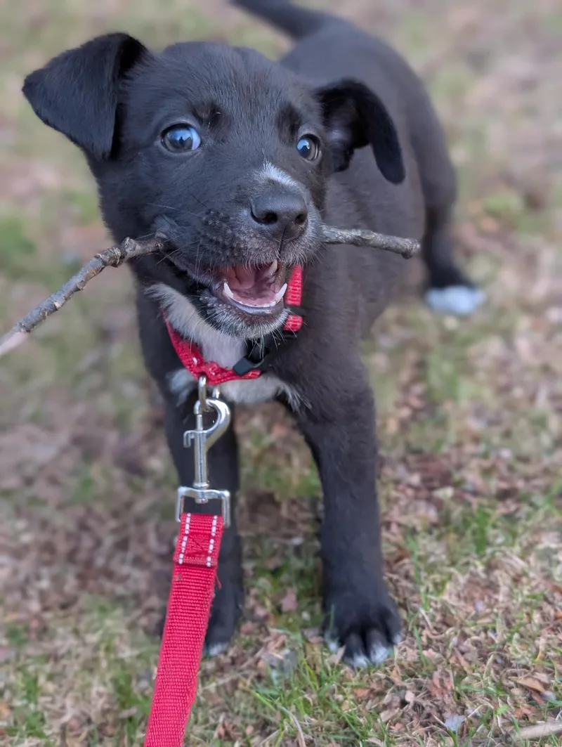 A baby medium-sized male Bicolor Mixed Breed dog named Goofy for adoption in New York, NY