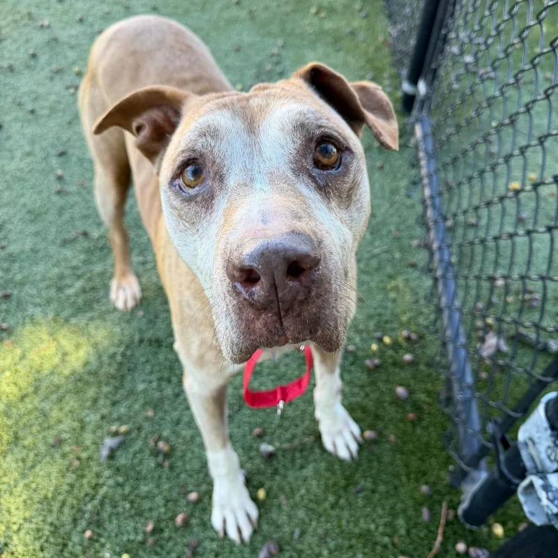 A senior large-sized male Mixed Breed dog named Bully for adoption in Winston-Salem, NC