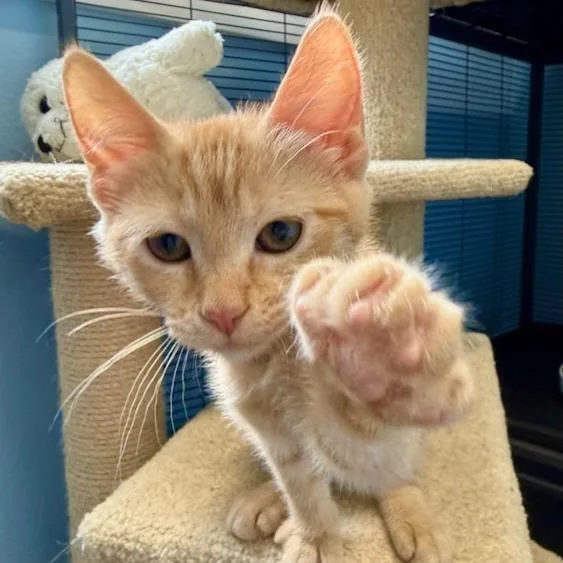A baby small-sized female Orange / Red Domestic Short Hair cat named Yrsa for adoption in Pleasanton, CA