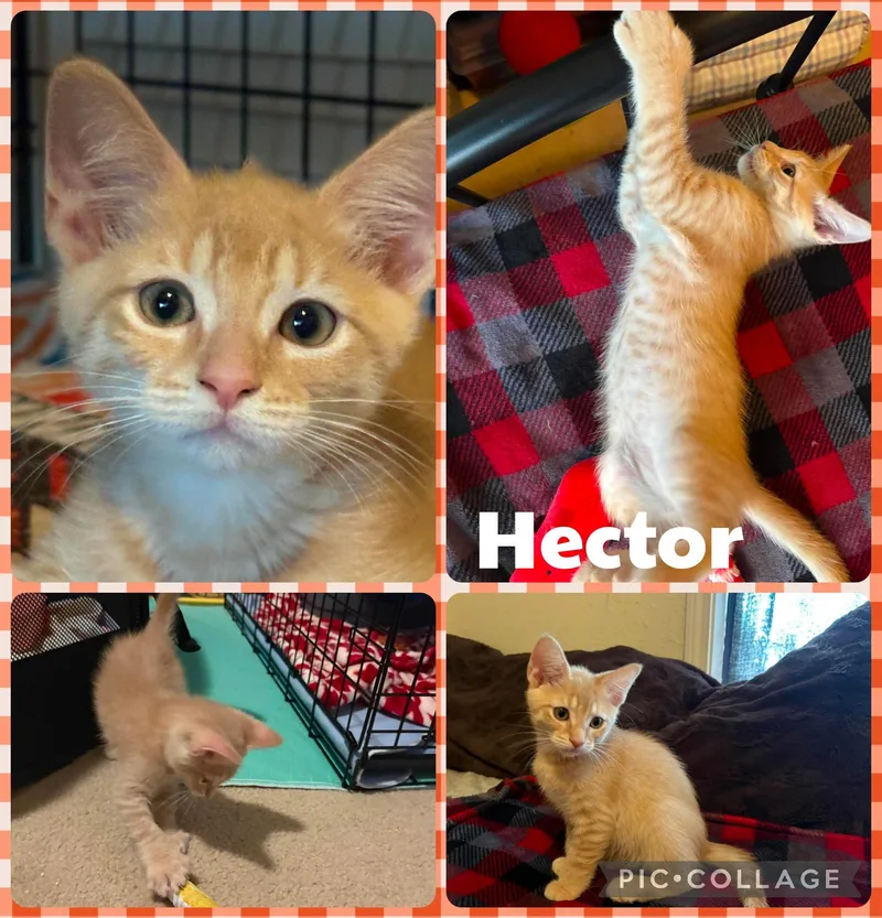 A baby small-sized male Orange & White Domestic Short Hair cat named Hector for adoption in Newberg, OR
