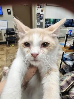 A baby small-sized male Domestic Medium Hair cat named Pax $ @ Petsmart for adoption in Seneca, SC