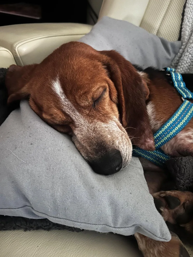 An adult medium-sized female Beagle dog named Colleen for adoption in Dunnellon, FL