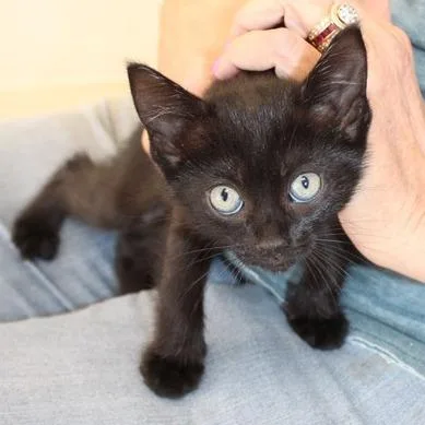 A baby small-sized female Black American Shorthair cat named Heidi for adoption in Birmingham, AL
