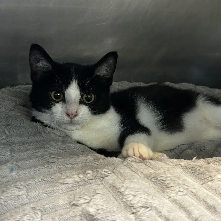 A baby small-sized female White Domestic Short Hair cat named Greta for adoption in Spruce Pine, NC