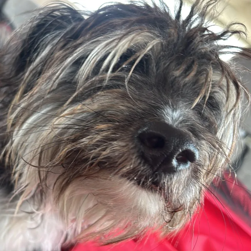 A young small-sized male Black Shih Tzu dog named Happy Meal for adoption in New York, NY