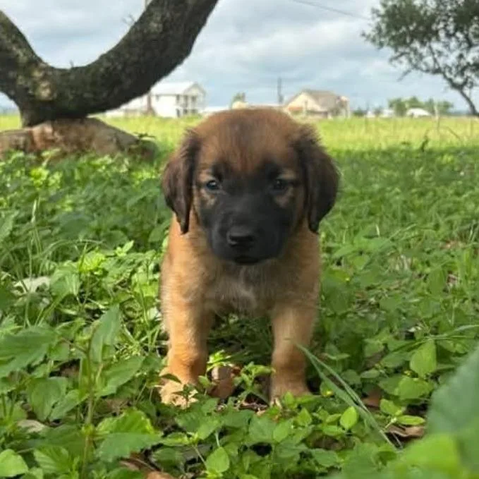 A baby small-sized female Brown / Chocolate Great Pyrenees dog named Godiva for adoption in Buffalo, MN