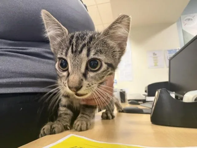 A baby small-sized female Domestic Short Hair cat named Tiny for adoption in Miami, FL