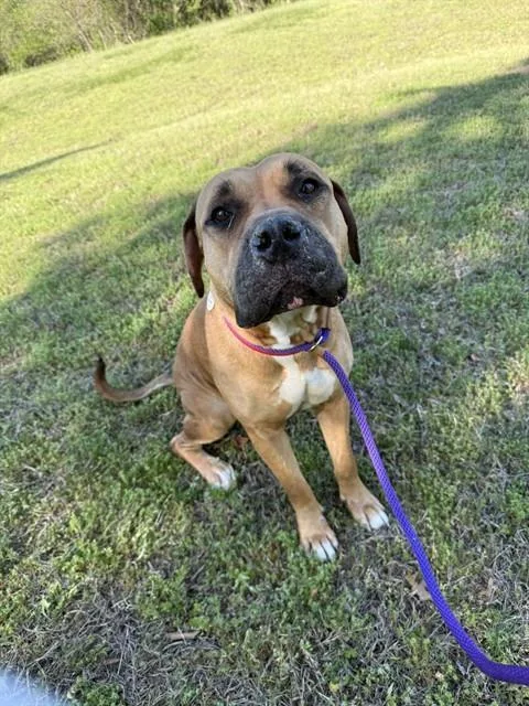 An adult large-sized female Mastiff dog named Nala for adoption in Upper Marlboro, MD