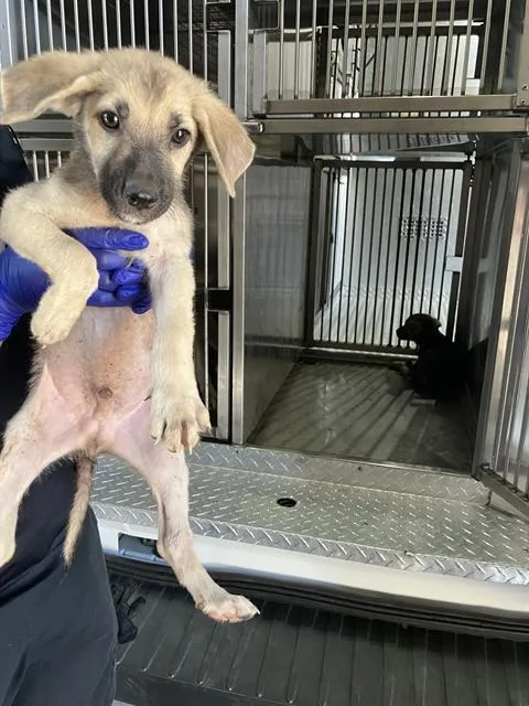 A baby large-sized male Mixed Breed dog named Remy for adoption in Dallas, TX