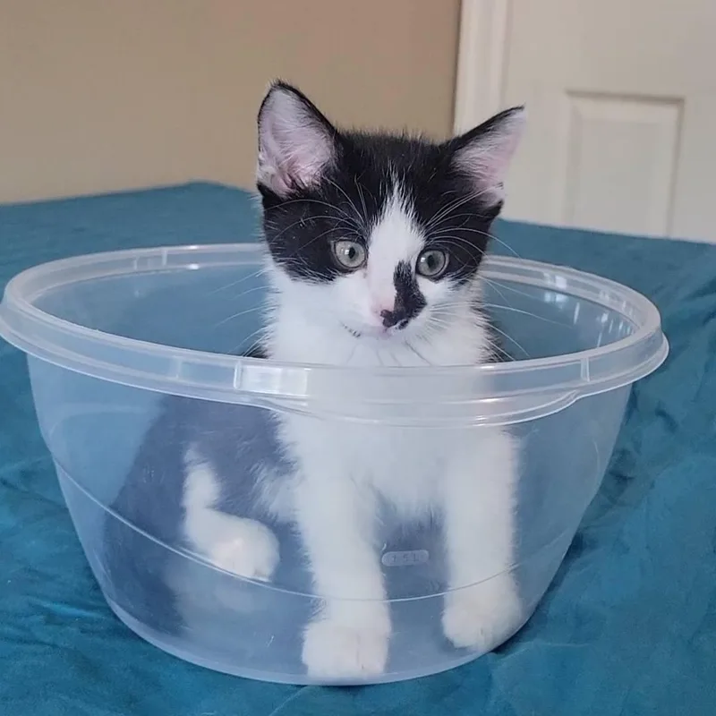 A baby medium-sized female Black & White / Tuxedo Domestic Medium Hair cat named WillowB for adoption in Omaha, NE