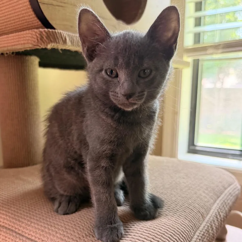 A baby small-sized female Gray / Blue / Silver Domestic Short Hair cat named Cable Allen Ca for adoption in Tallahassee, FL