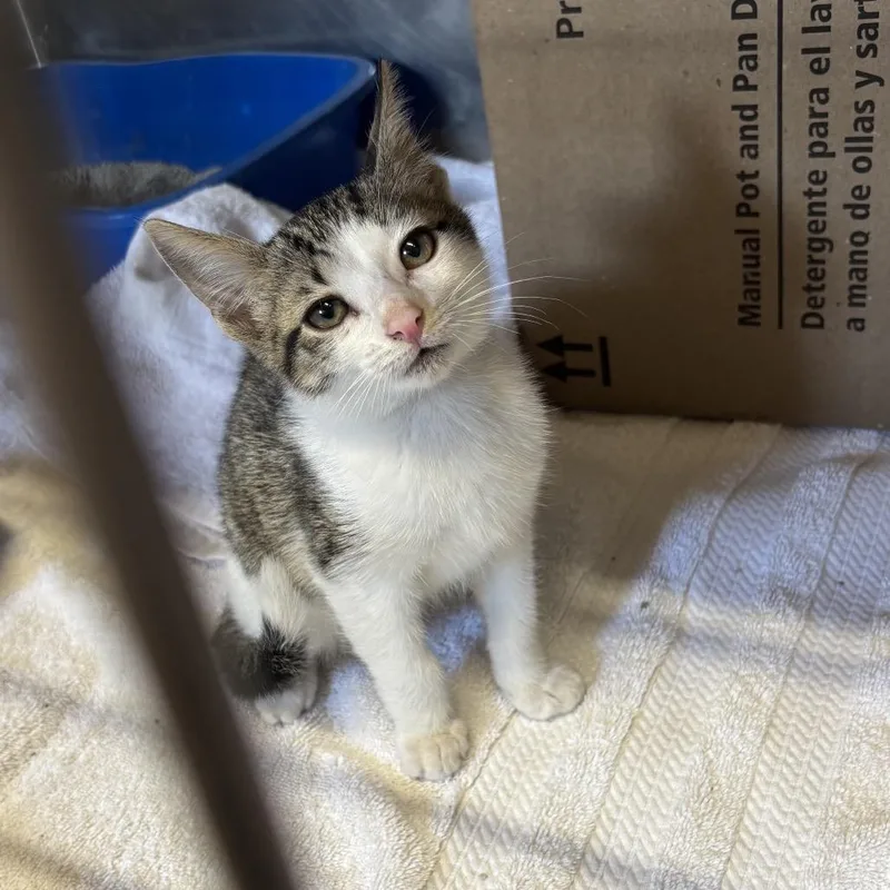 A baby small-sized male Brown / Chocolate Domestic Short Hair cat named Jim for adoption in Starkville, MS