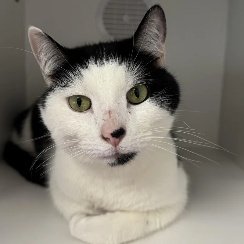 An adult medium-sized male Black & White / Tuxedo Domestic Short Hair cat named Dipper for adoption in Fall River, MA